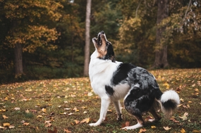 秋季树林边境牧羊犬摄影图片